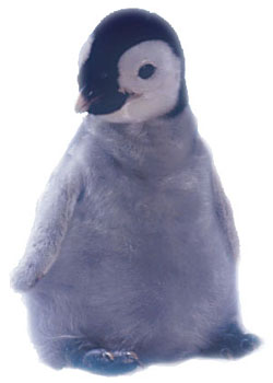 photo of emperor penguin  chick