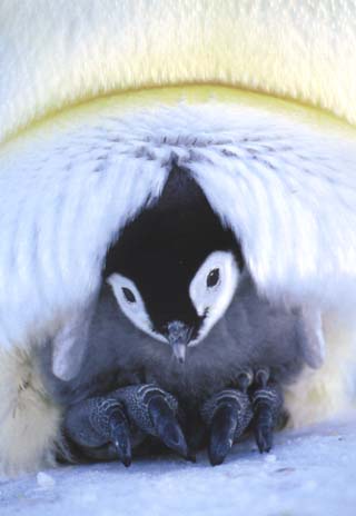 photo of  of emperor penguin chick