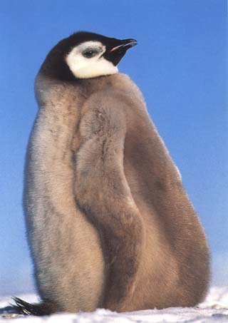 photo of rookery of large emperor penguin chick