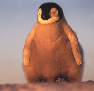 photo of well-fed emperor penguin chick