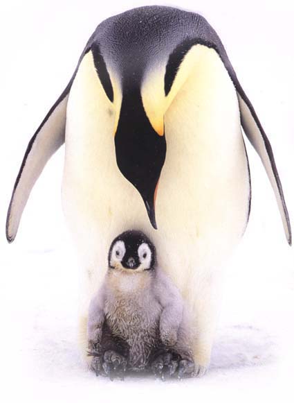 photo of emperor penguin and her chick