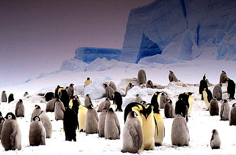 photo of of emperor penguins