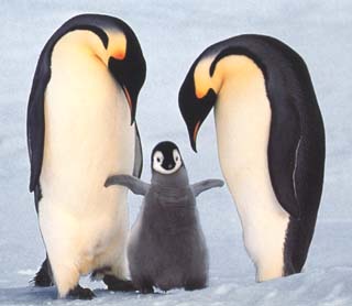 photo of emperor penguin chick and its parents