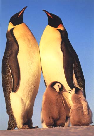 photo of rookery of emperor penguins